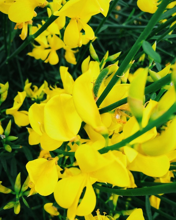 yellow chaos