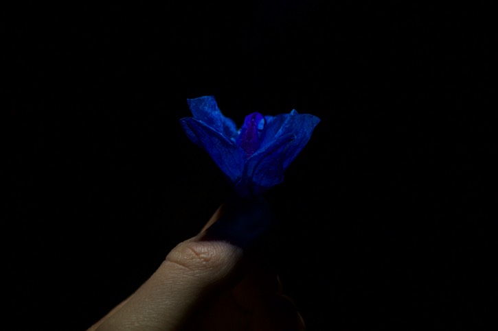 Flying flower
